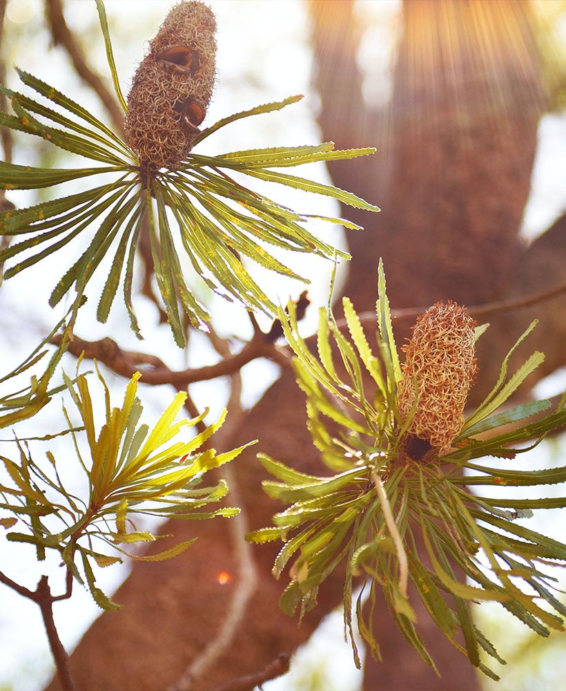 Native Australian Banksia